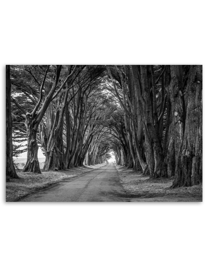 Obraz na płótnie canvas - Park aleja drzew | FEEBY