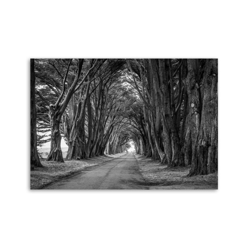 Modernes Wandbild - Waldallee mit Bäumen | Feeby