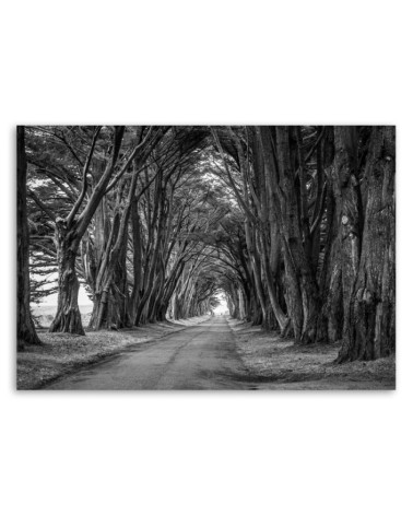 Modernes Wandbild - Waldallee mit Bäumen | Feeby