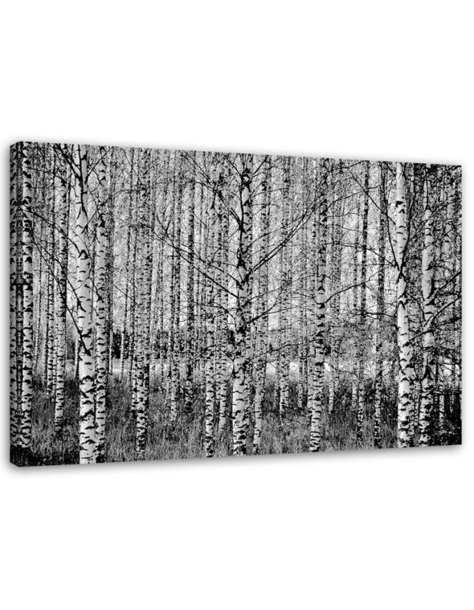 Dekoratives Leinwandbild - Schwarz- und Weißbirken | Feeby