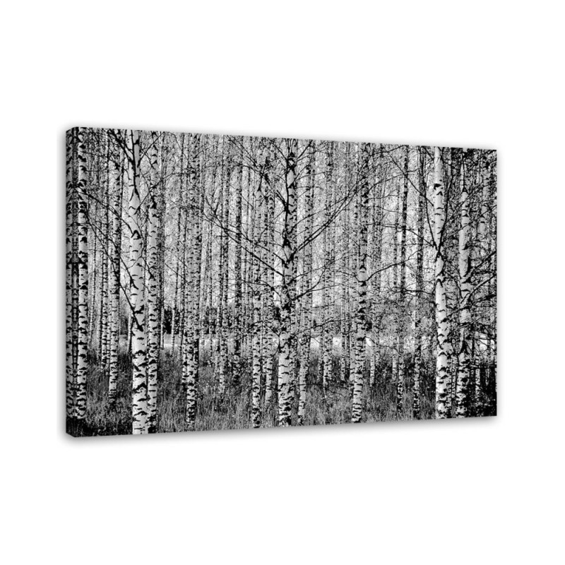 Dekoratives Leinwandbild - Schwarz- und Weißbirken | Feeby
