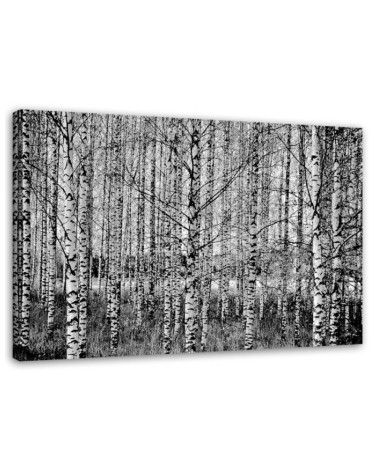 Dekoratives Leinwandbild - Schwarz- und Weißbirken | Feeby