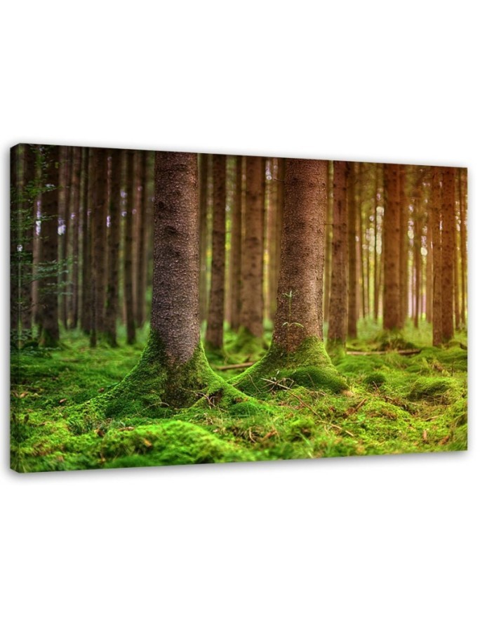 Modernes Wandbild - Moosbewachsene Stämme | Feeby