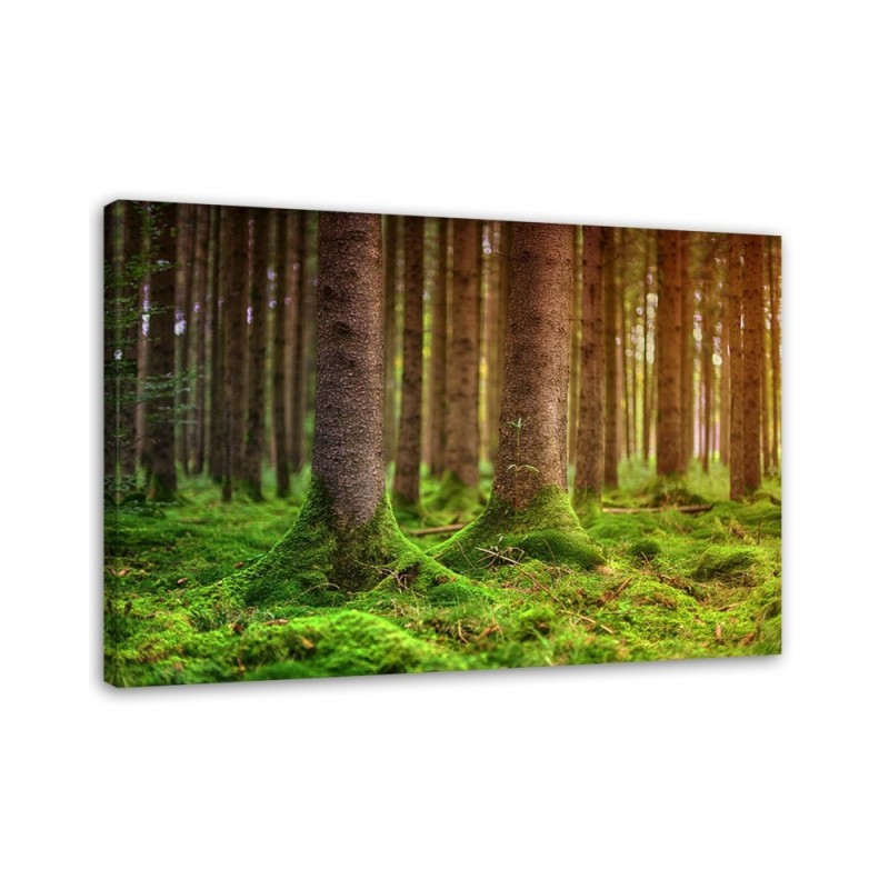 Modernes Wandbild - Moosbewachsene Stämme | Feeby