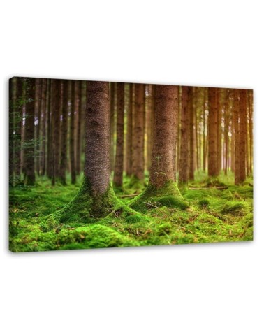 Canvas painting for living room - Forest trunks overgrown with moss | FEEBY