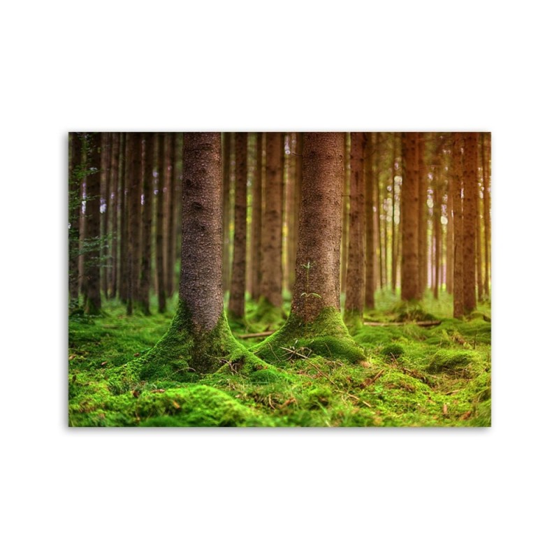 Modernes Wandbild - Moosbewachsene Stämme | Feeby