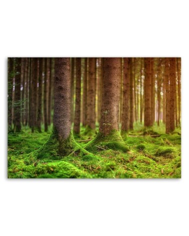 Modernes Wandbild - Moosbewachsene Stämme | Feeby