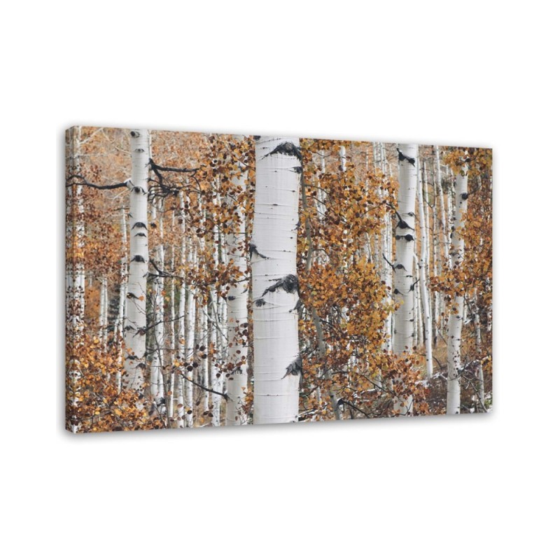 Bild auf Leinwand - Birken | Feeby