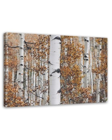 Canvas print modern - Birch forest nature | FEEBY