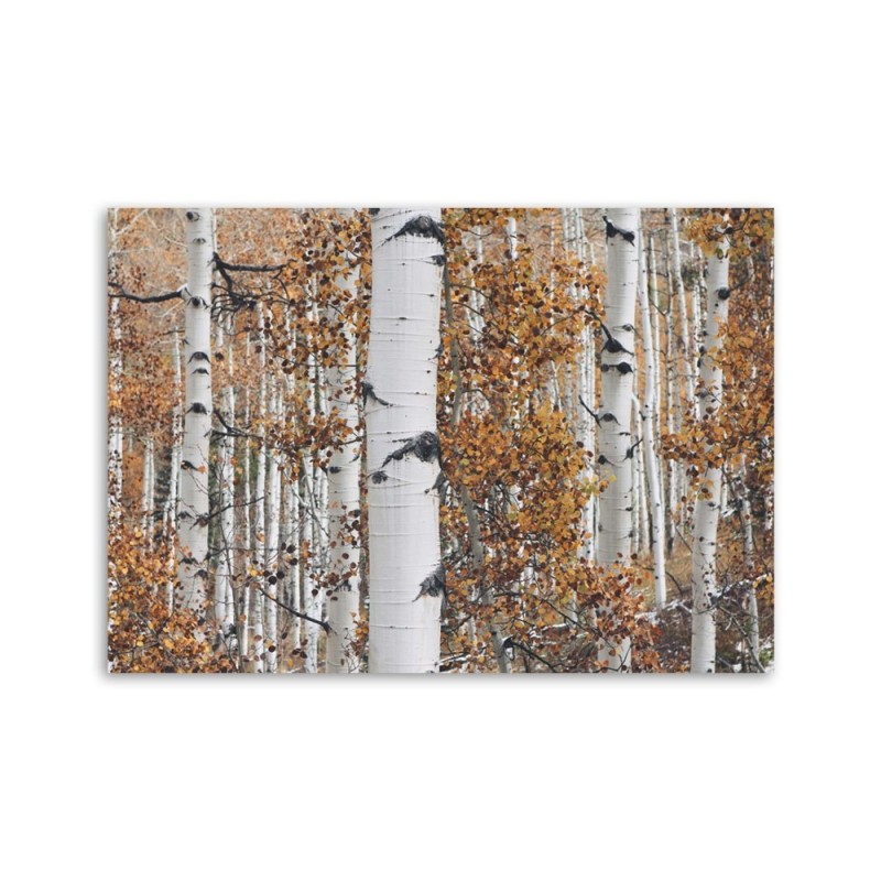 Bild auf Leinwand - Birken | Feeby