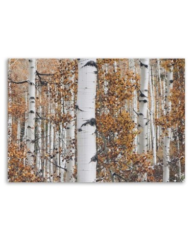 Bild auf Leinwand - Birken | Feeby