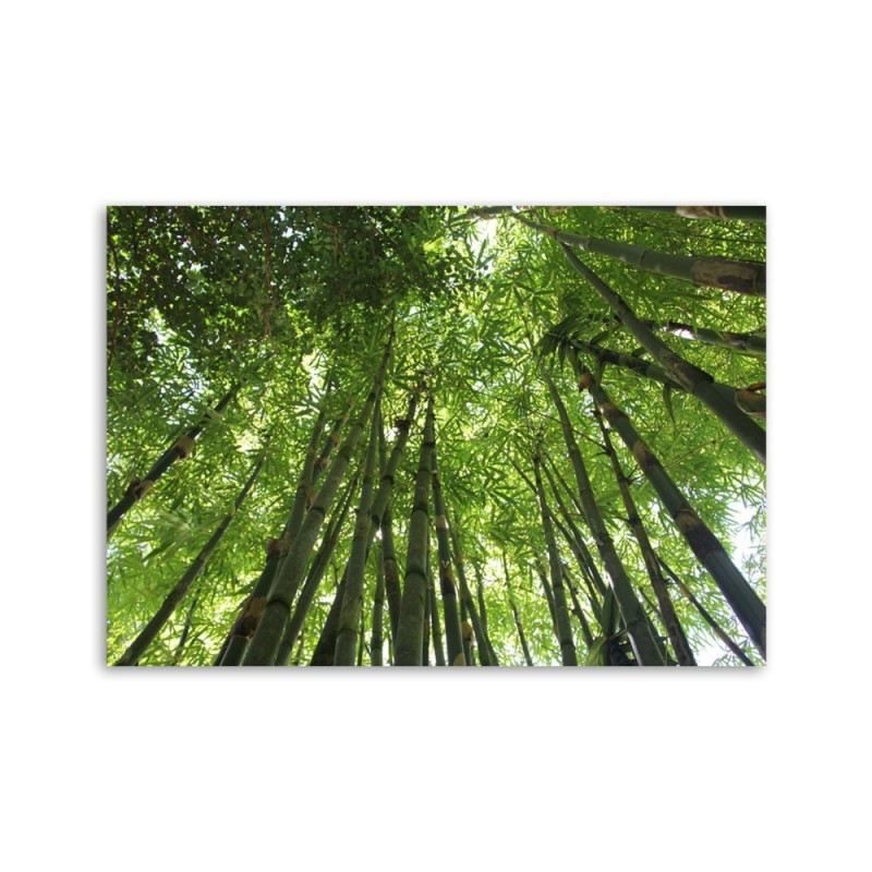 Leinwanddruck - Bambusspitzen | Feeby