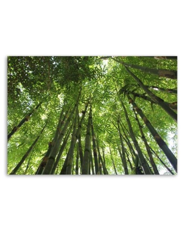 Leinwanddruck - Bambusspitzen | Feeby