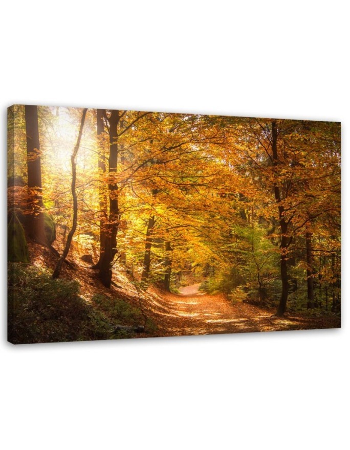 Obraz na płótnie canvas - Las jesienny natura | FEEBY