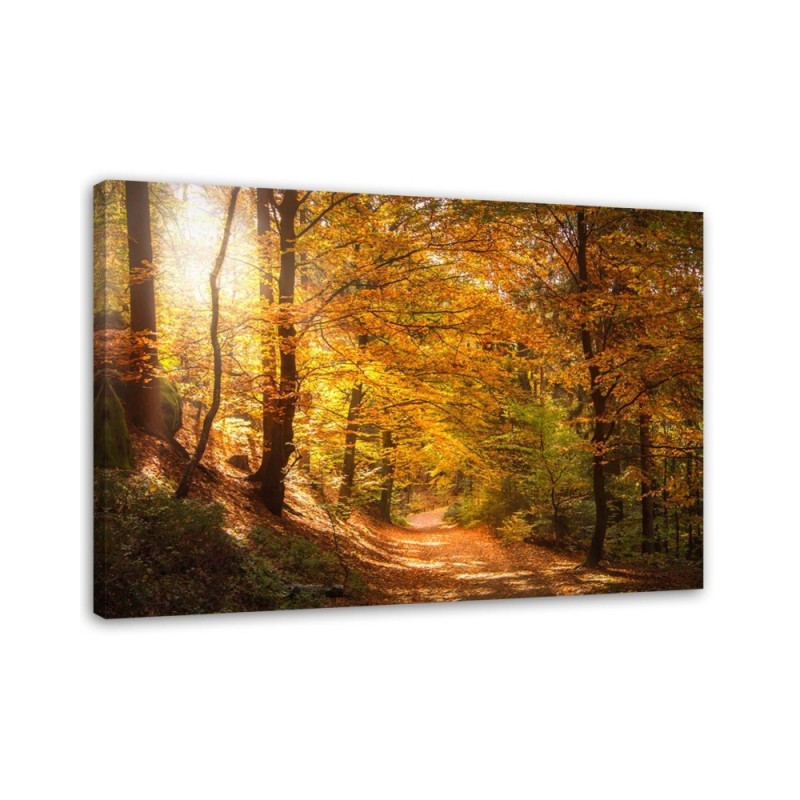 Bild auf Leinwand - Laub auf einem Waldweg | Feeby