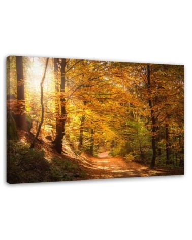 Canvas print - Autumn forest nature | FEEBY