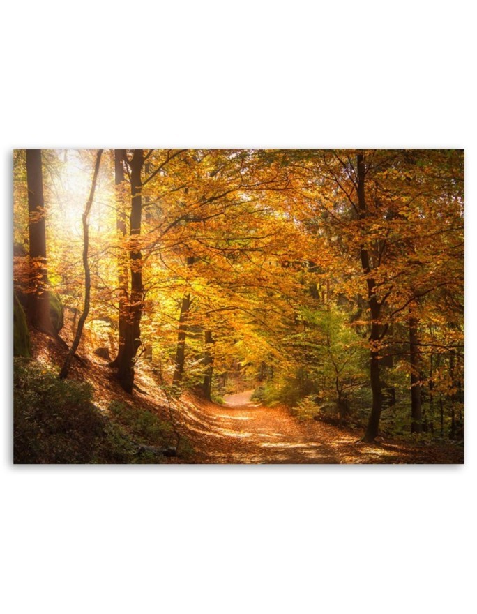Obraz na płótnie canvas - Las jesienny natura | FEEBY