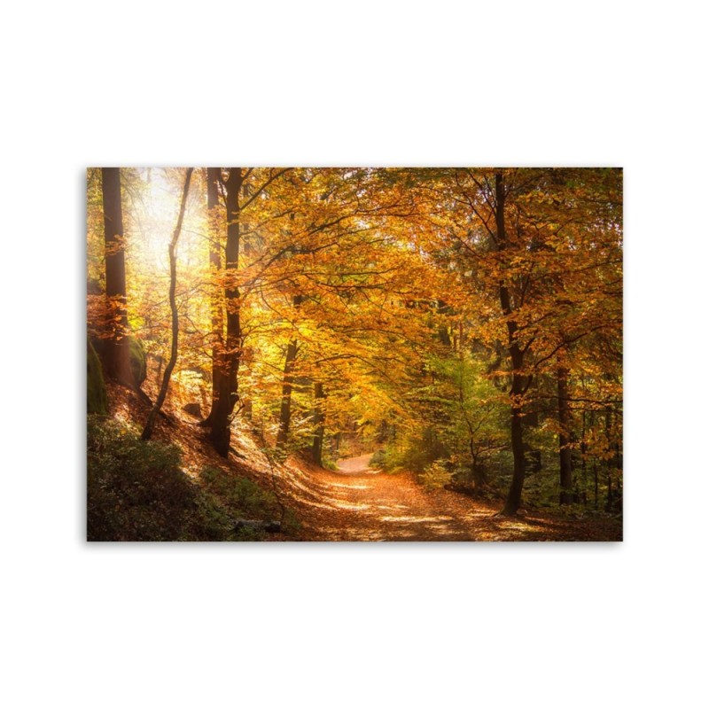 Bild auf Leinwand - Laub auf einem Waldweg | Feeby