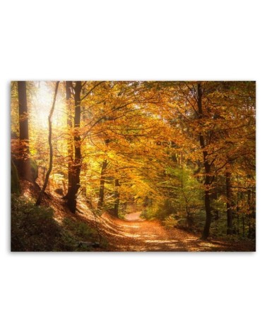 Bild auf Leinwand - Laub auf einem Waldweg | Feeby