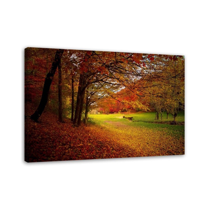 Leinwandbild - Grüne Waldlichtung | Feeby