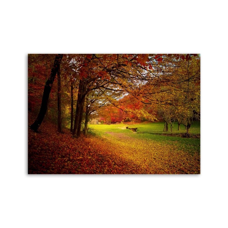 Leinwandbild - Grüne Waldlichtung | Feeby