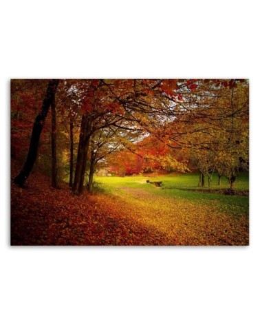 Leinwandbild - Grüne Waldlichtung | Feeby