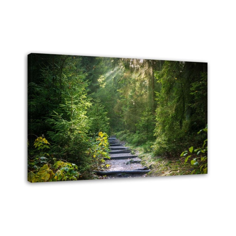 Modernes Wandbild - Pfad in einem grünen Wald | Feeby