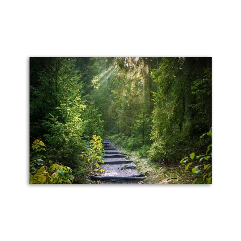 Modernes Wandbild - Pfad in einem grünen Wald | Feeby