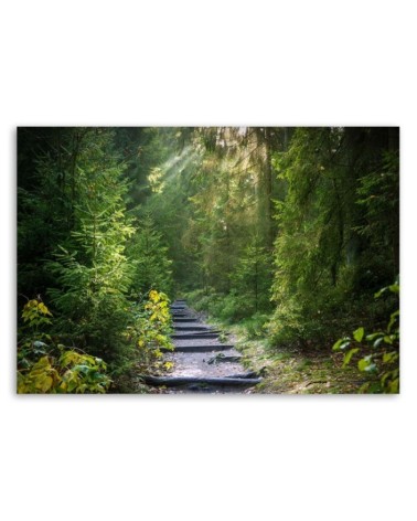 Modernes Wandbild - Pfad in einem grünen Wald | Feeby