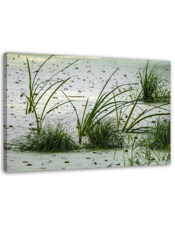 Leinwandbild - Grünes Gras am Strand | Feeby