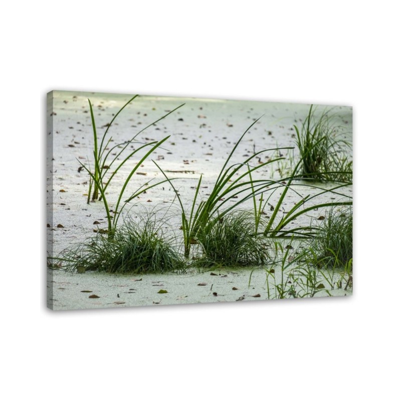 Leinwandbild - Grünes Gras am Strand | Feeby