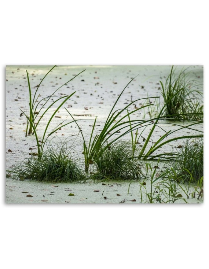 Obraz do salonu - Zielona trawa na plaży | FEEBY