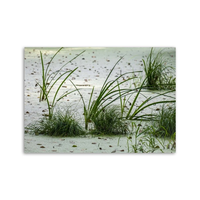 Leinwandbild - Grünes Gras am Strand | Feeby