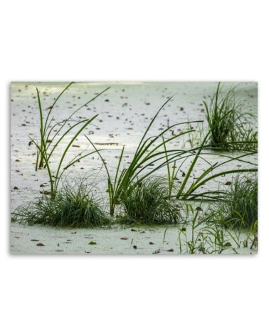 Leinwandbild - Grünes Gras am Strand | Feeby