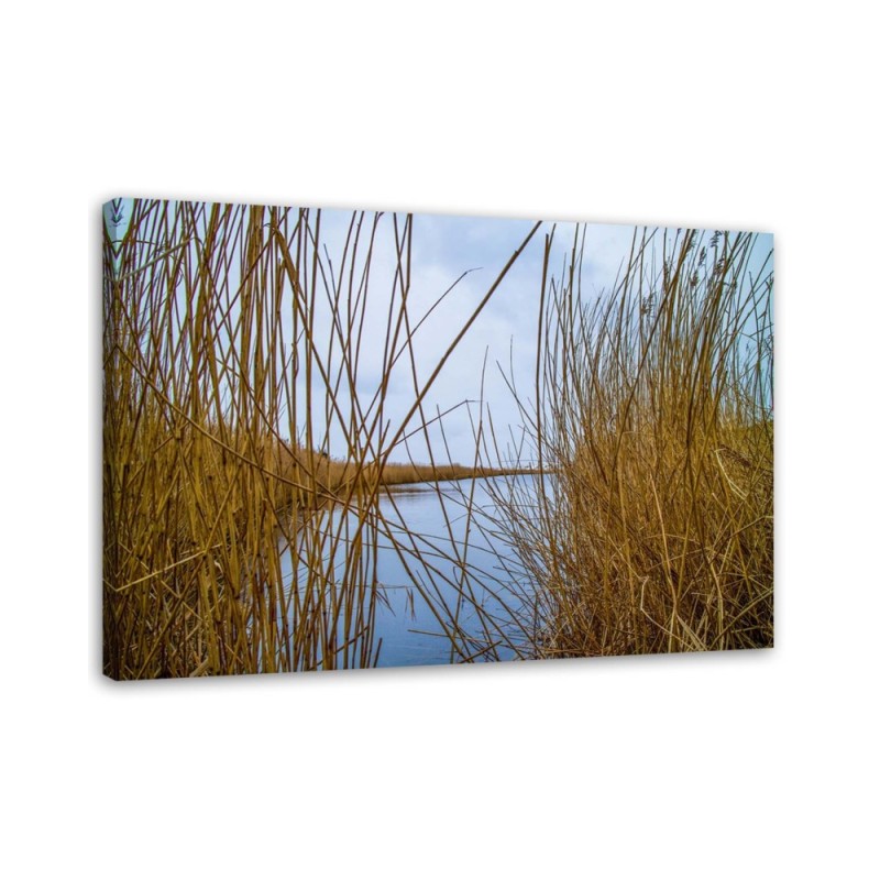 Wandbild für Wohnzimmer - Schilf auf dem See | Feeby