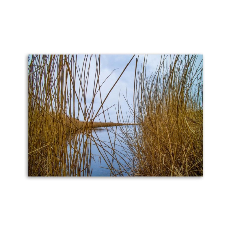 Wandbild für Wohnzimmer - Schilf auf dem See | Feeby