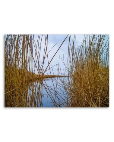 Wandbild für Wohnzimmer - Schilf auf dem See | Feeby