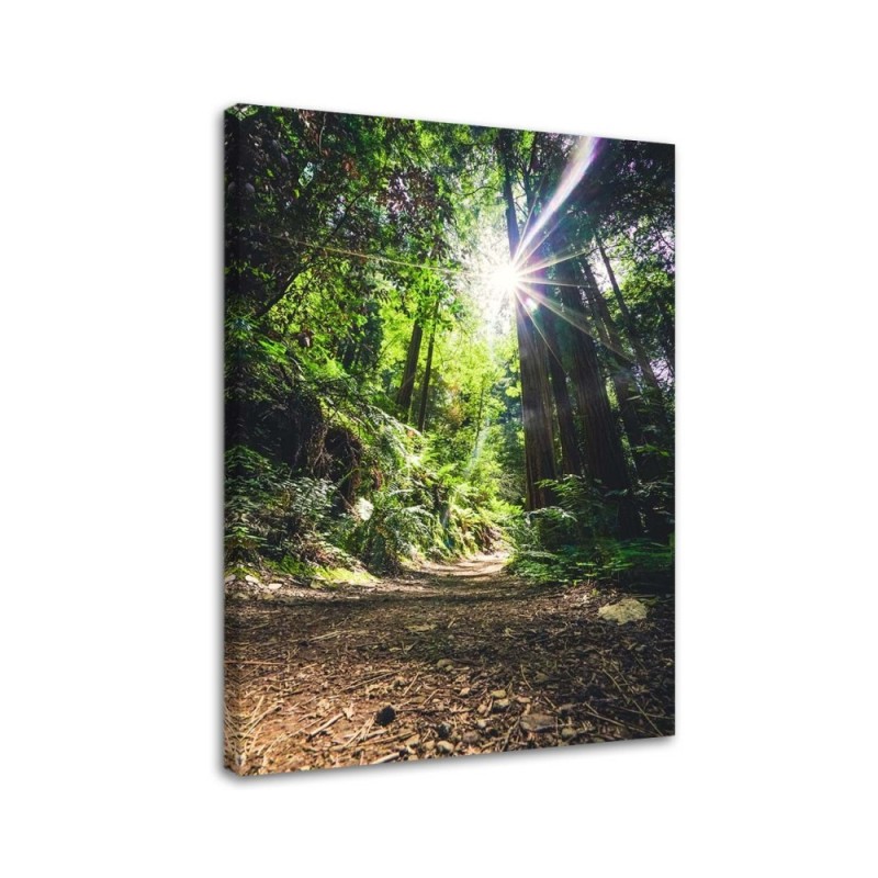 Bild auf Leinwand - Pfad im Dschungel | Feeby