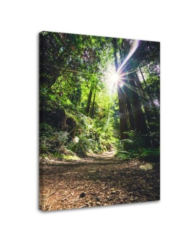 Bild auf Leinwand - Pfad im Dschungel | Feeby