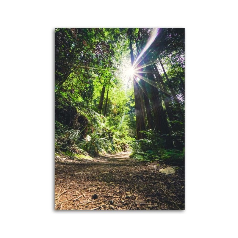 Bild auf Leinwand - Pfad im Dschungel | Feeby