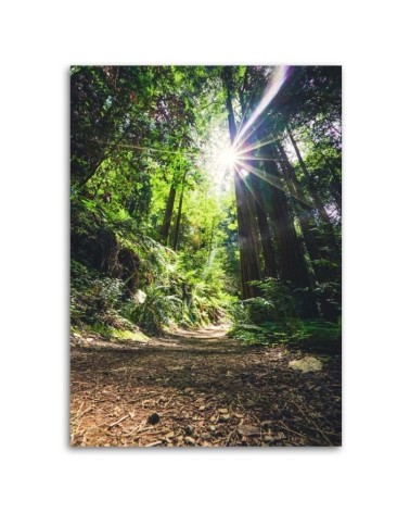 Bild auf Leinwand - Pfad im Dschungel | Feeby