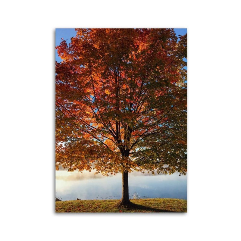 Leinwandbild - Herbstbaum | Feeby