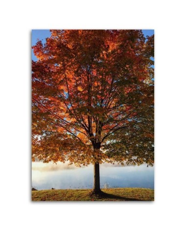 Leinwandbild - Herbstbaum | Feeby