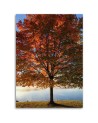 Canvas print - Autumn tree view | FEEBY