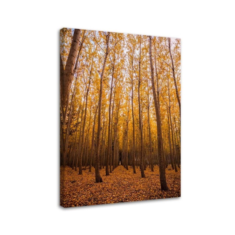 Wandbild für Wohnzimmer - Birken und Blätter | Feeby