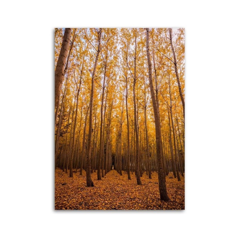 Wandbild für Wohnzimmer - Birken und Blätter | Feeby