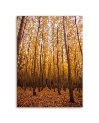 Wandbild für Wohnzimmer - Birken und Blätter | Feeby