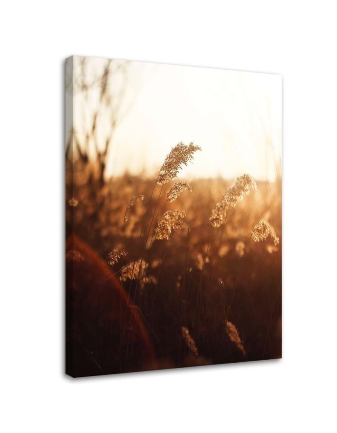 Modernes Wandbild - Wiese in der Sonne | Feeby