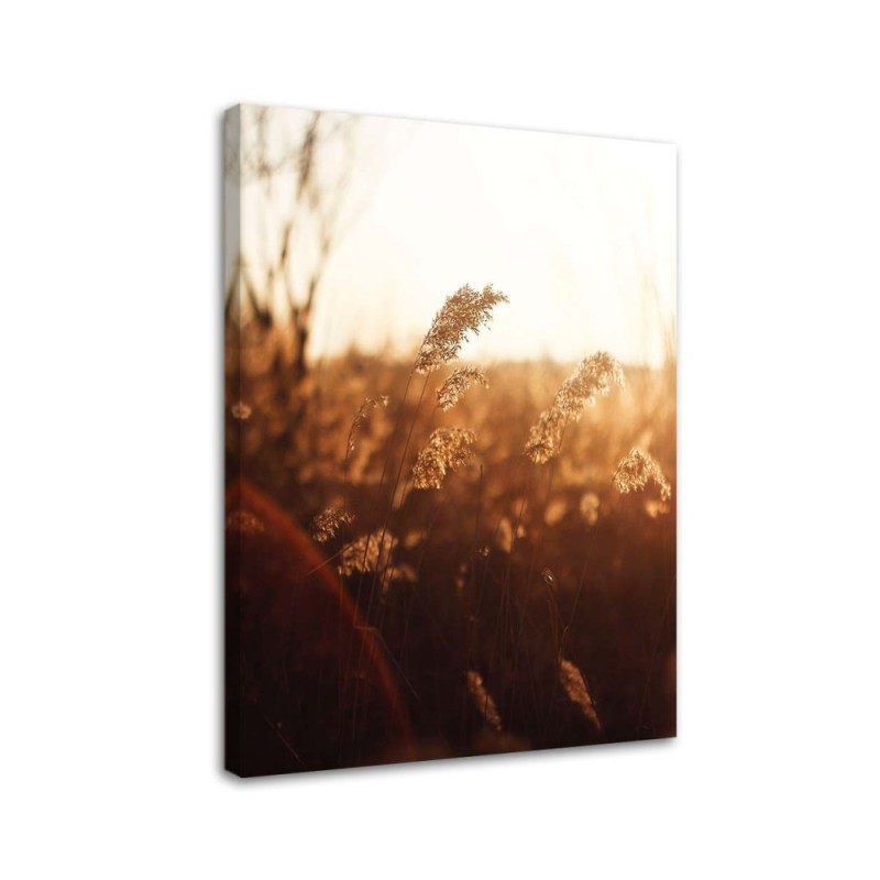 Modernes Wandbild - Wiese in der Sonne | Feeby