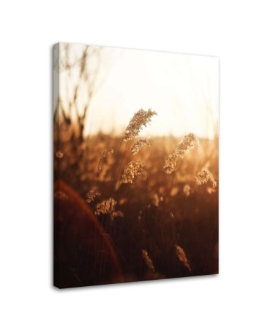 Modernes Wandbild - Wiese in der Sonne | Feeby